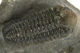 Detailed Austerops Trilobite - Ofaten, Morocco #325881-3